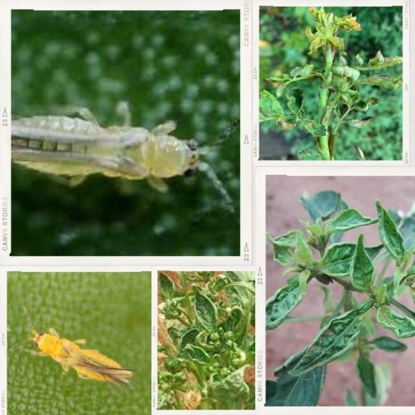 Battling Thrip infestation in Chilli crops - Shree Industries