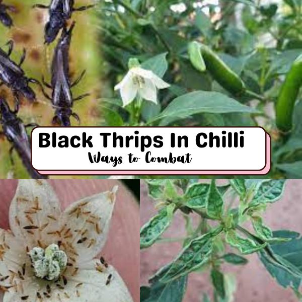 Black Thrips in Chilli Crops