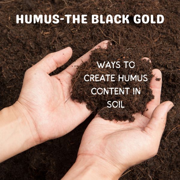 humus soil creation