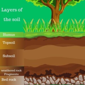 humus-layers of soil